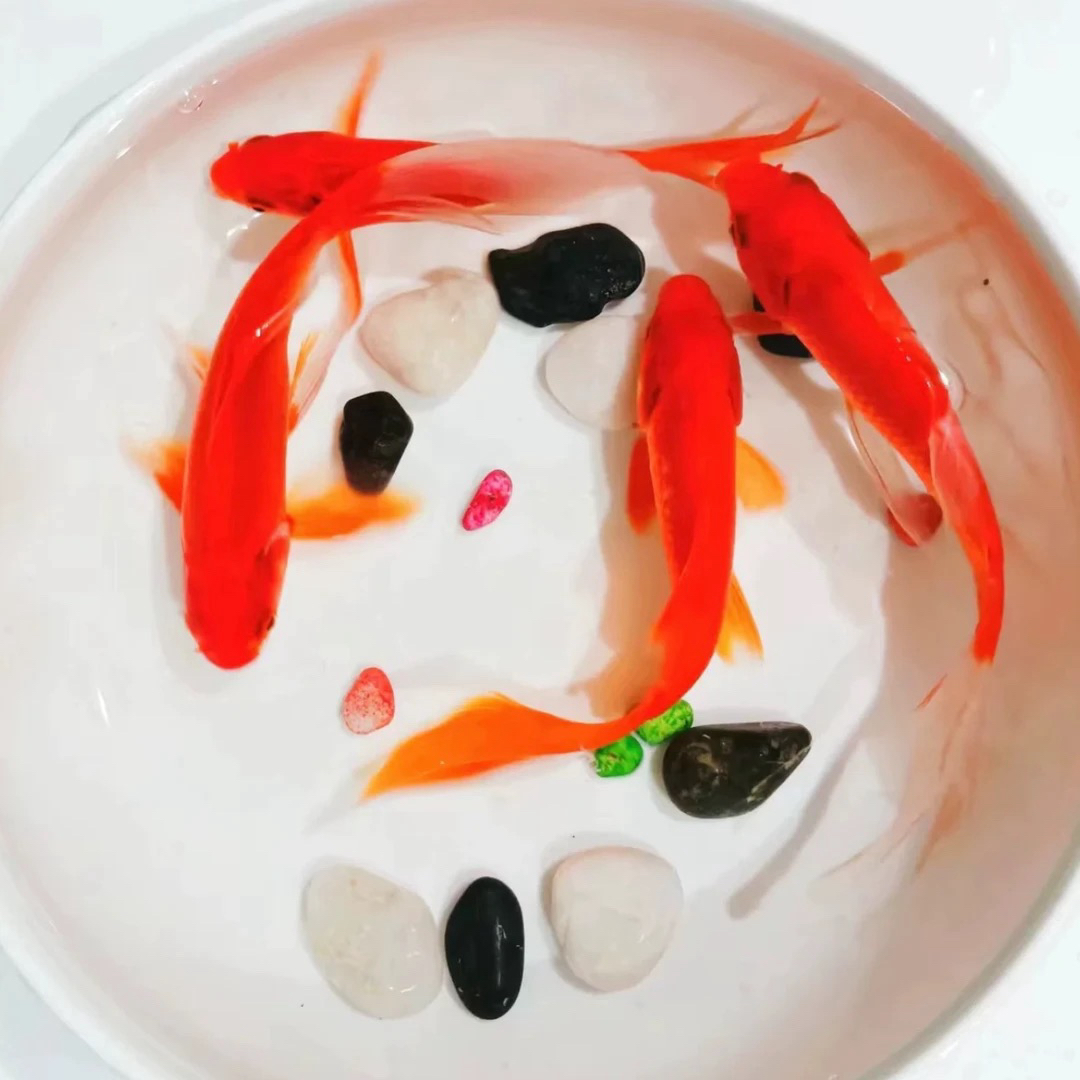 草金鱼冷水观赏鱼7-9厘米15条 好养新手鱼 颜色随机混搭发货 包邮