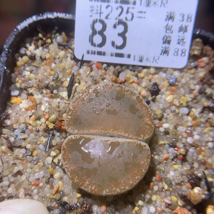 新年快乐呀225.83