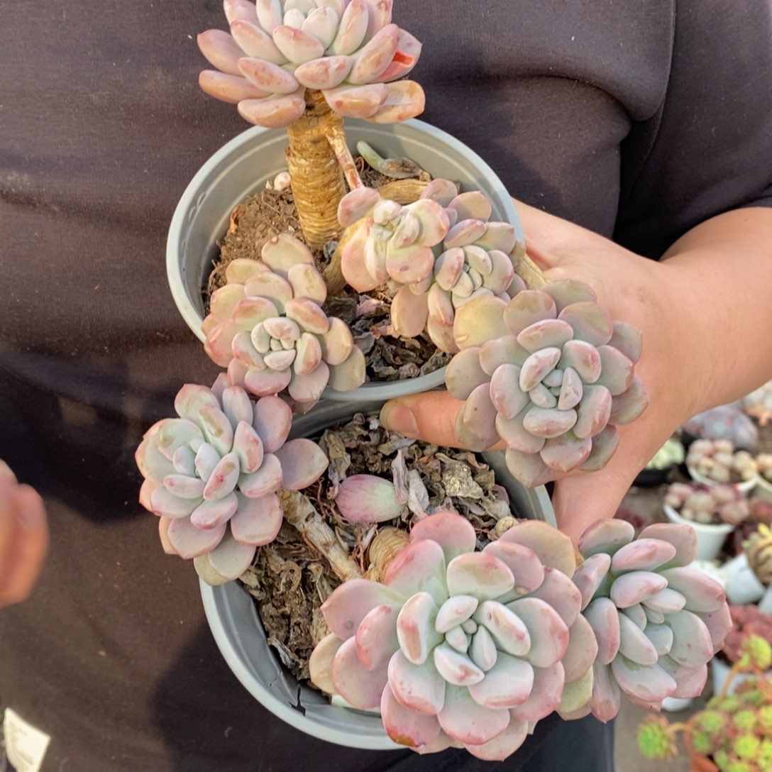 白露单头带仔两盆，120杯