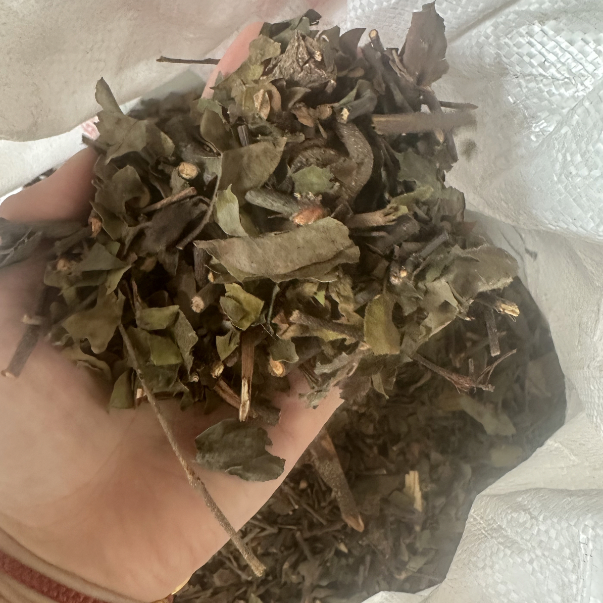 桑寄生 桑树寄生 桑寄生500克一份包邮