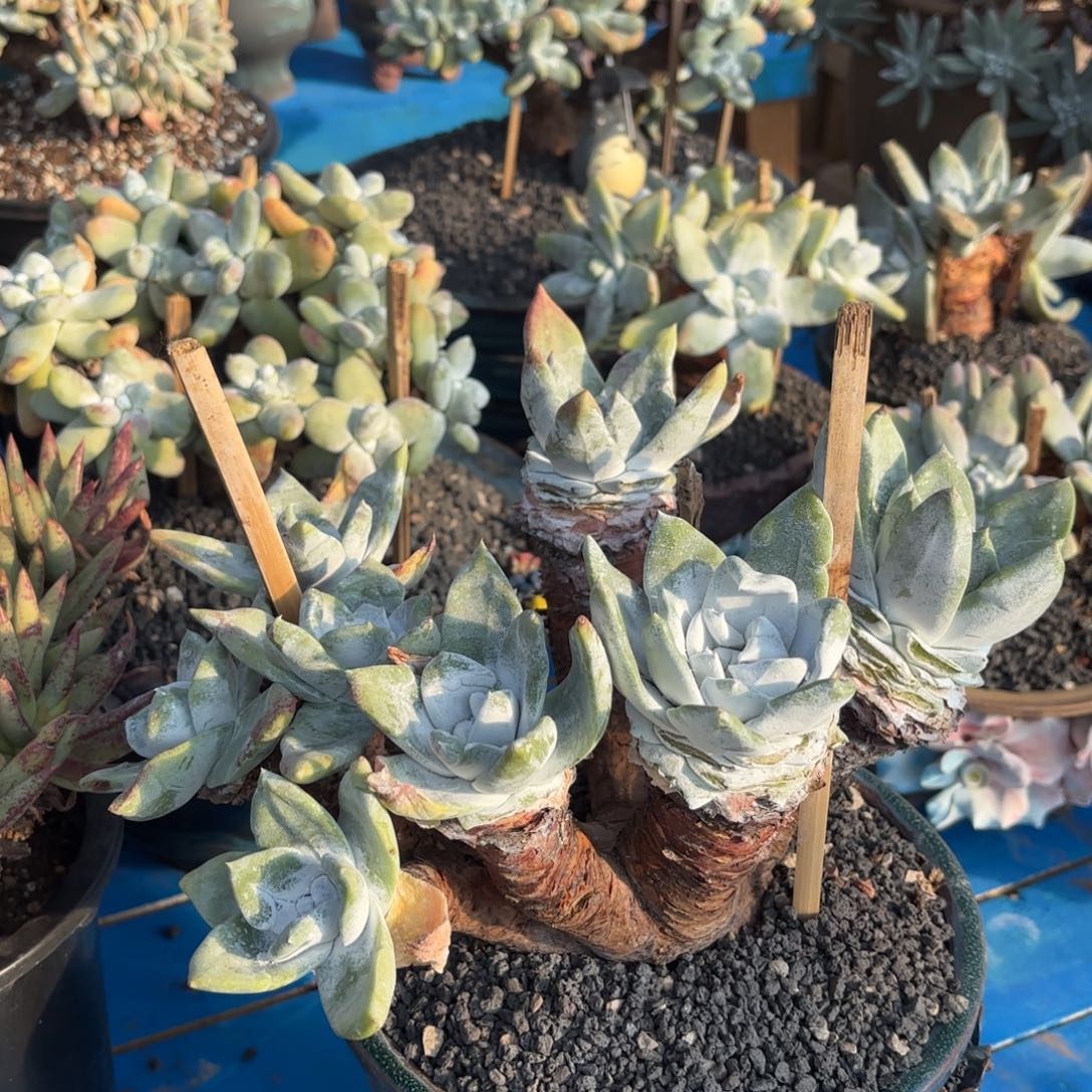 雨***相塞丽娜，仙女杯多肉