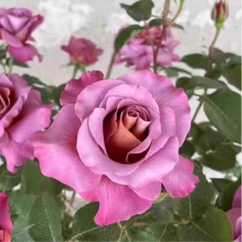 新品缀摺/帷幕月季苗灌木大花浓香庭院阳台盆栽 开花扦插苗