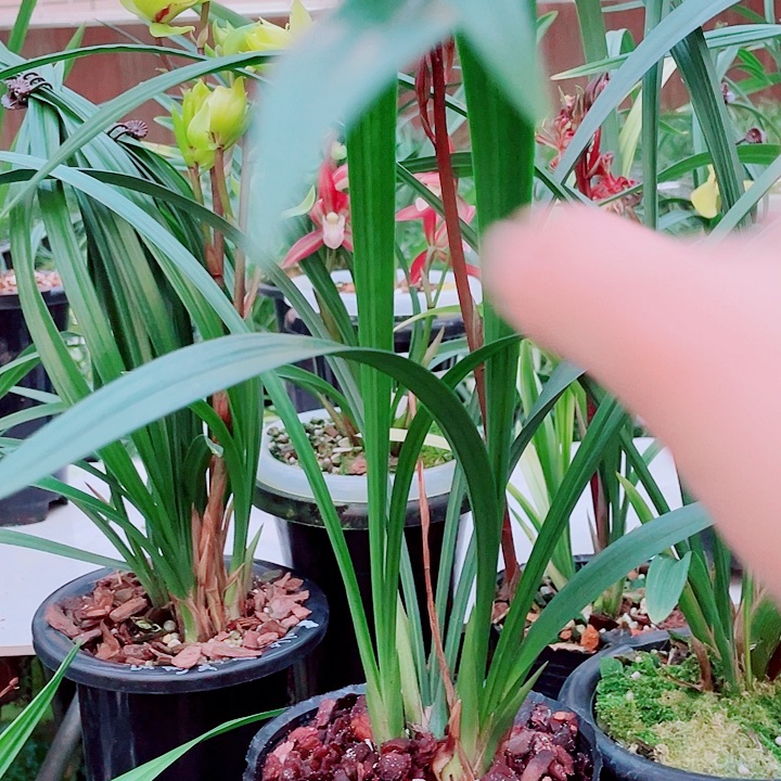 桂***业完全开放一物一漂亮开花