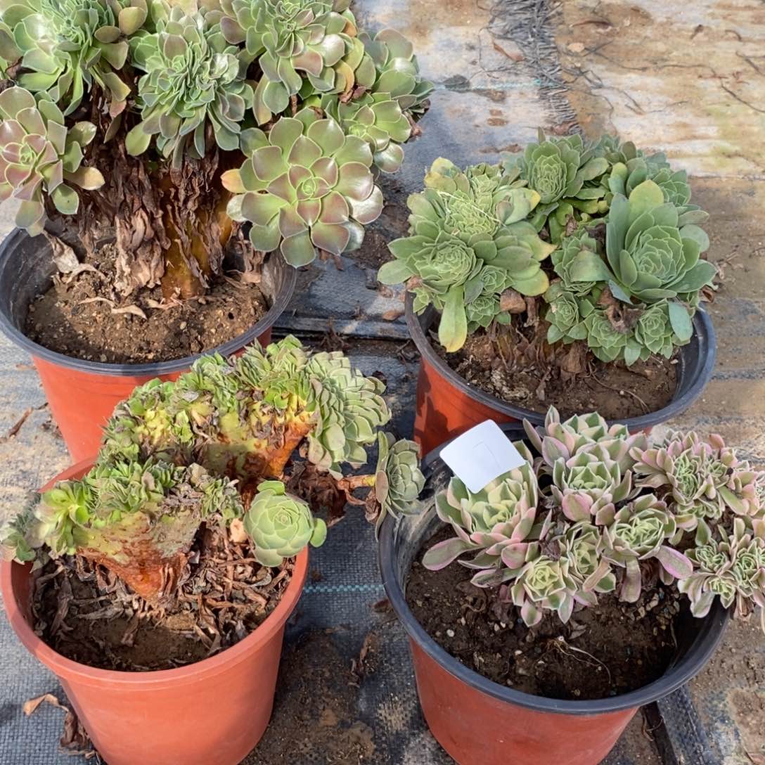 多肉植物组合拼盘7