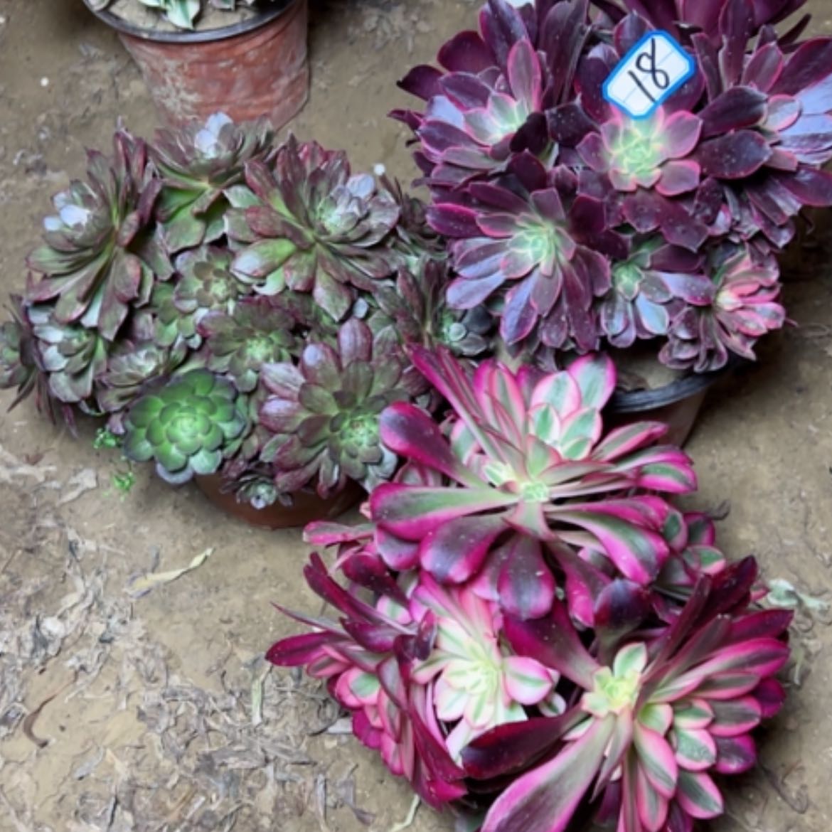 【闪购商品】梨*?多肉植物砍过不售后18