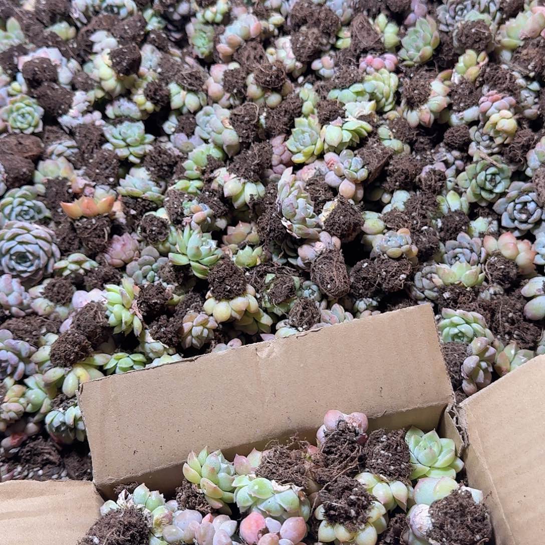 装箱保底50颗福利量拍