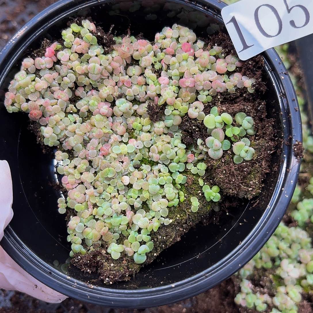 多肉植物多肉植物1053