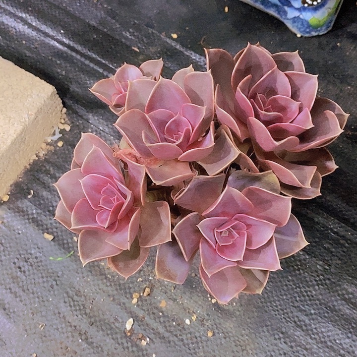 大***狮多肉植物老桩小群