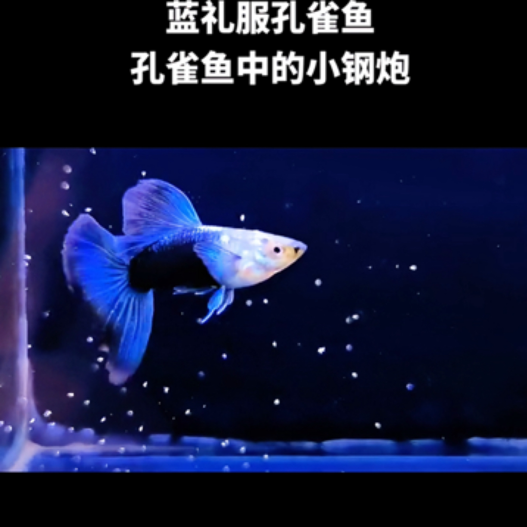 蓝礼服孔雀鱼种鱼别拿冰蓝比，深蓝礼服种鱼孕母胎生鱼热带鱼