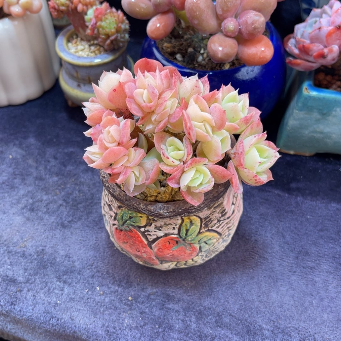 星娜塔朵缀 九公分 带盆