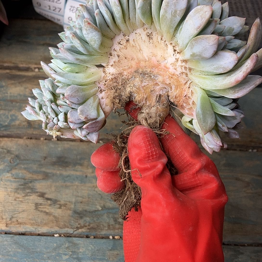 9-118 星影缀一物一拍