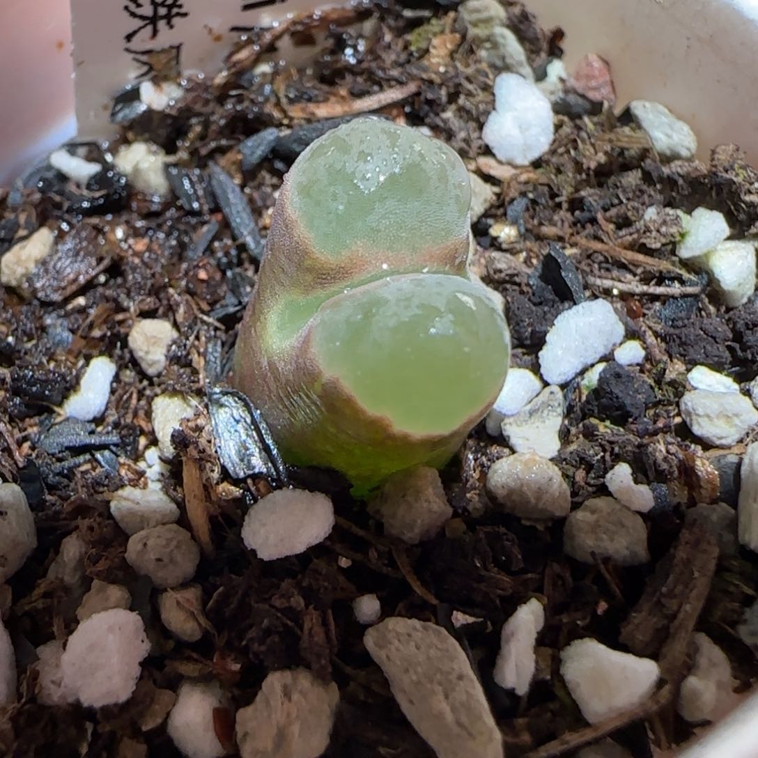 肉锥多肉植物百科-磁铁538