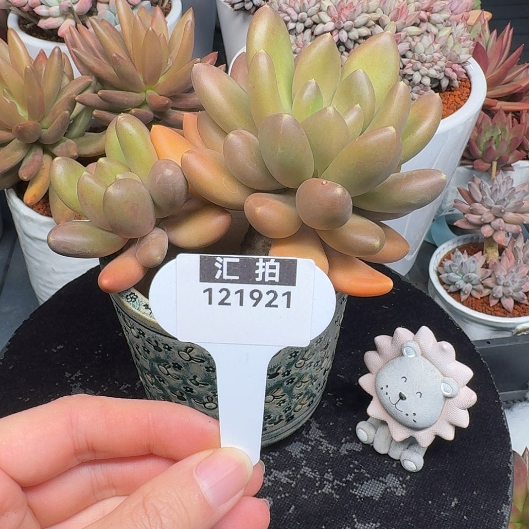 精品多肉植物121921