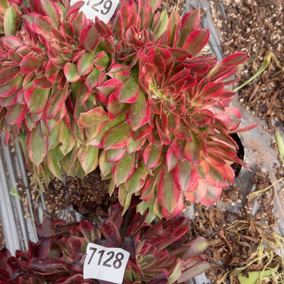 我7129 号多肉法师新年特价粉公主