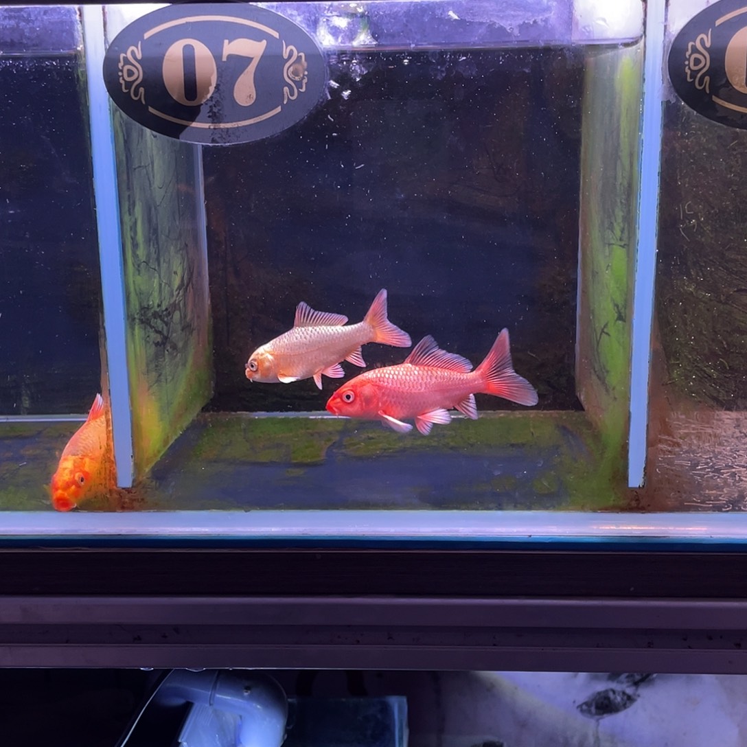 叁***亿海水鱼精品红色普身蝴蝶鲤鱼