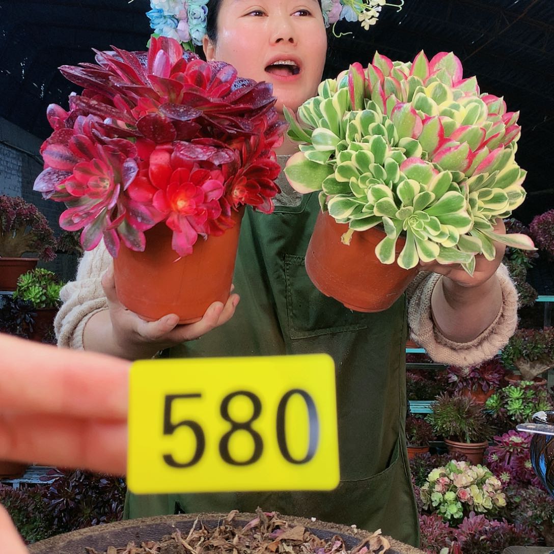 柒哥法师多肉不包侧断枝580