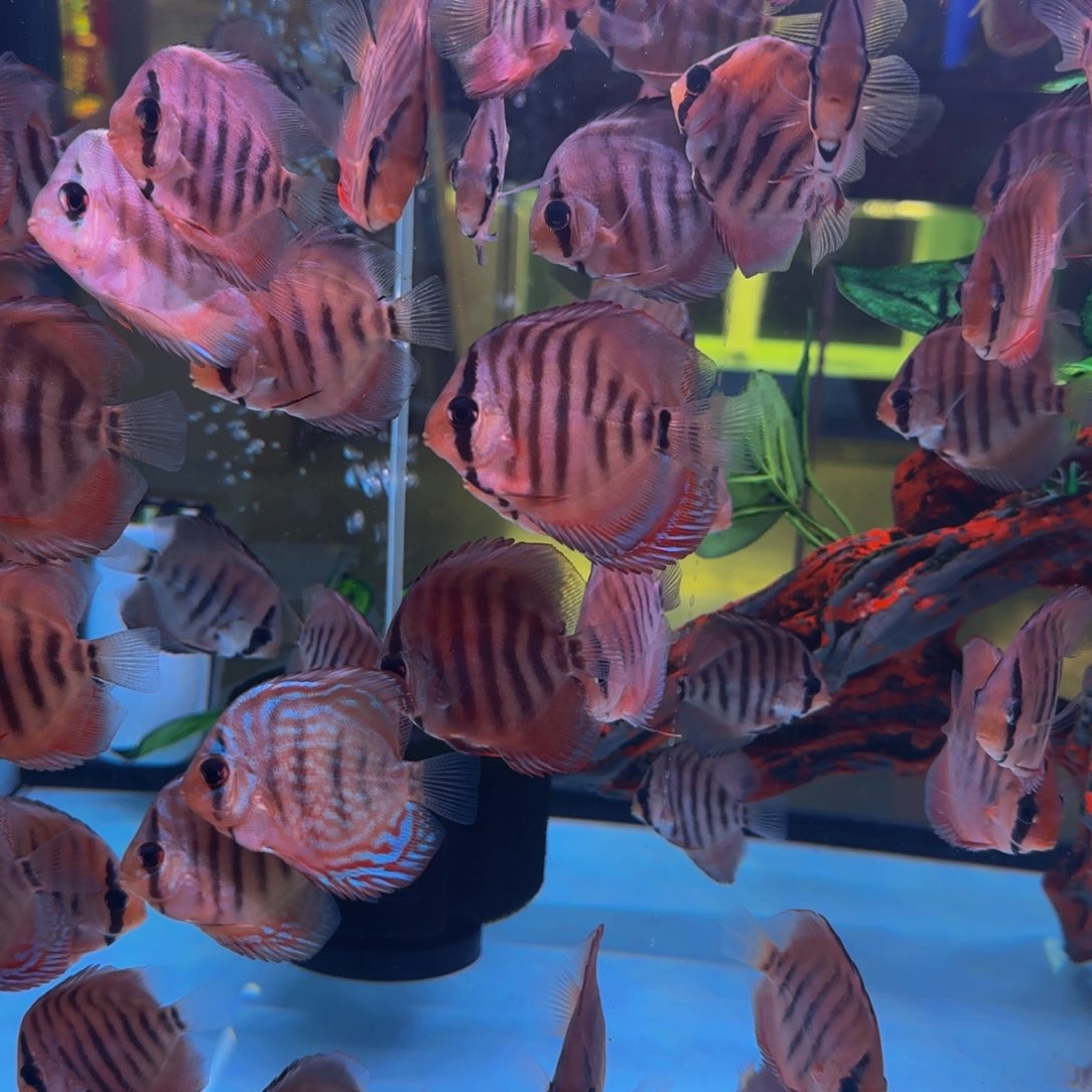 海水七彩神仙鱼特隆贝塔