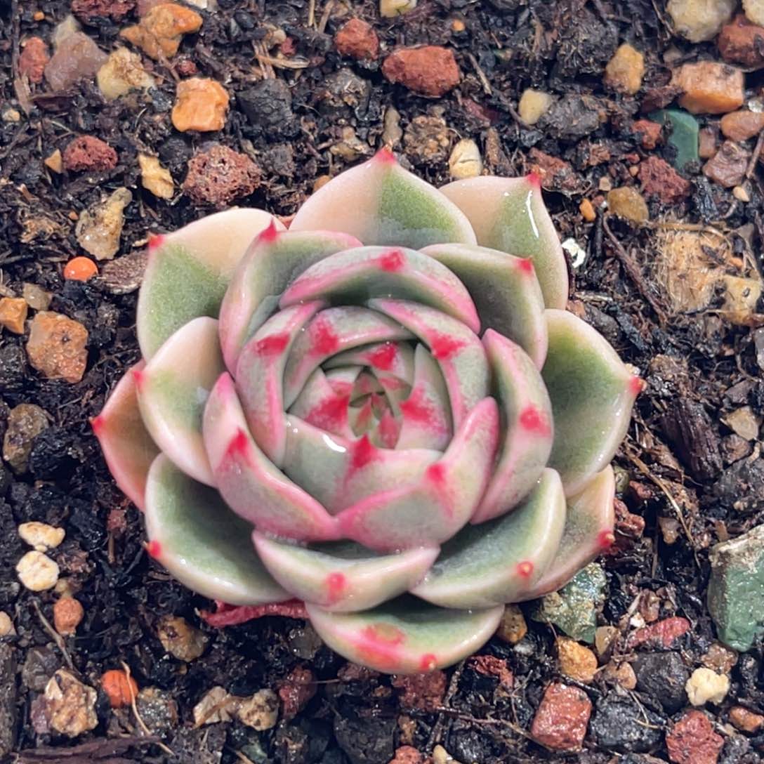 多肉特价笨巴蒂斯锦