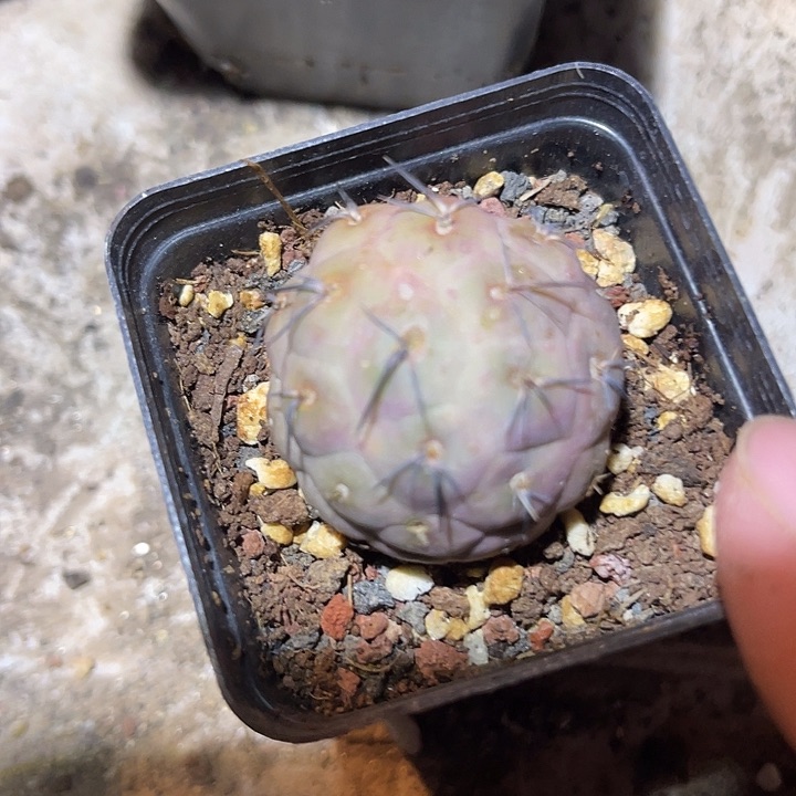 满38包邮2天凑单，脱土晾根发货多肉植物