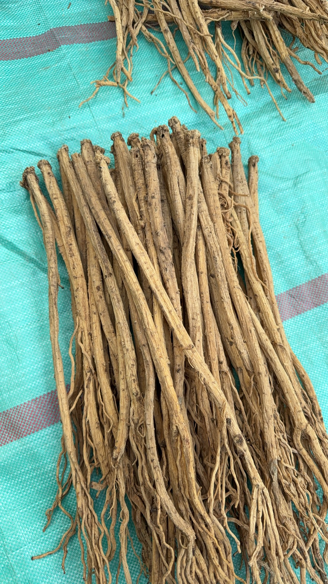 甘肃岷县无硫党参滋补干货（特大条）煲汤炖肉养生食材（支持试吃）