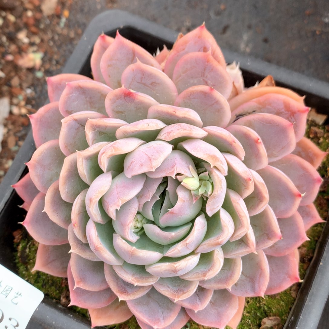 6703杂交多肉植物