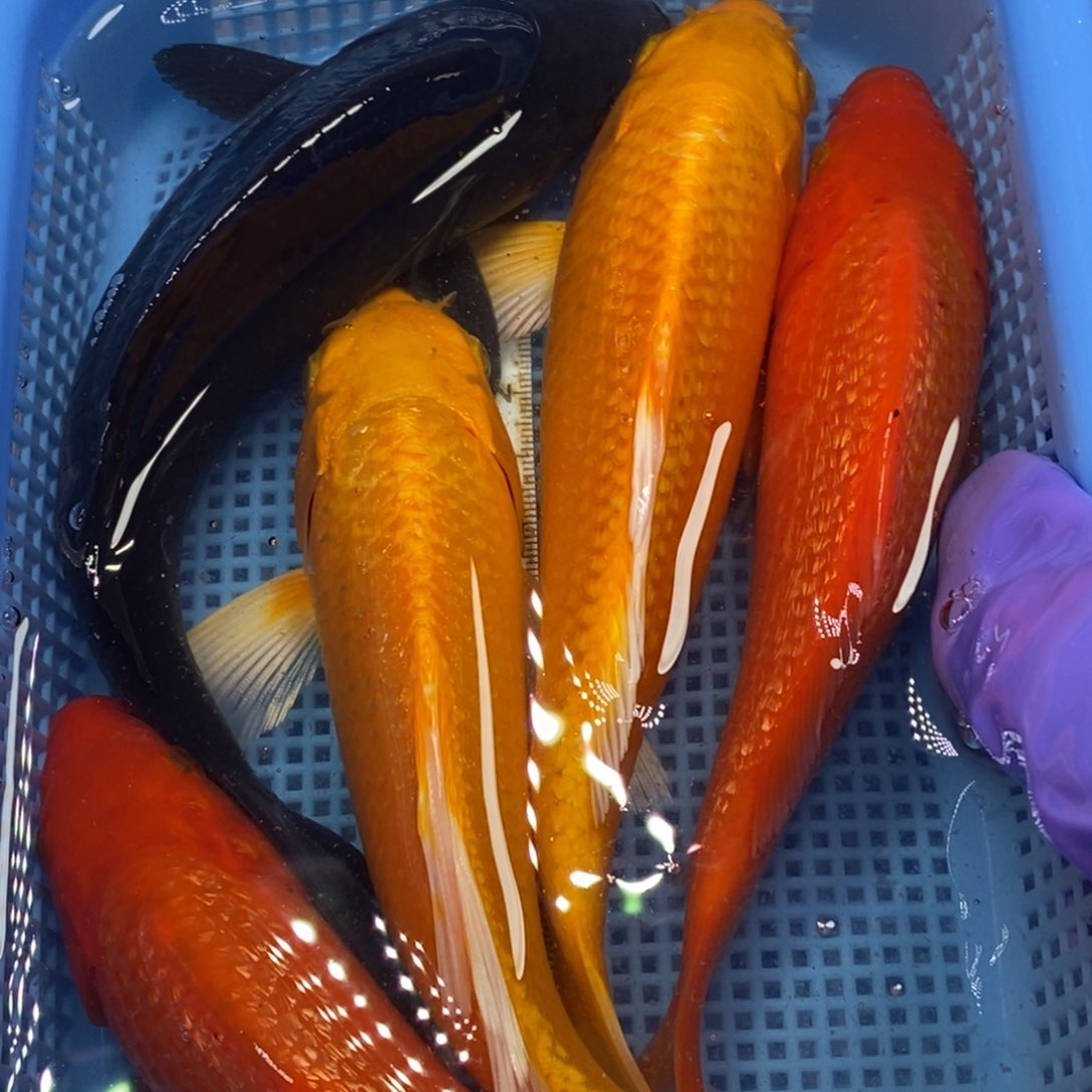 锦鲤冷水锦鲤包邮