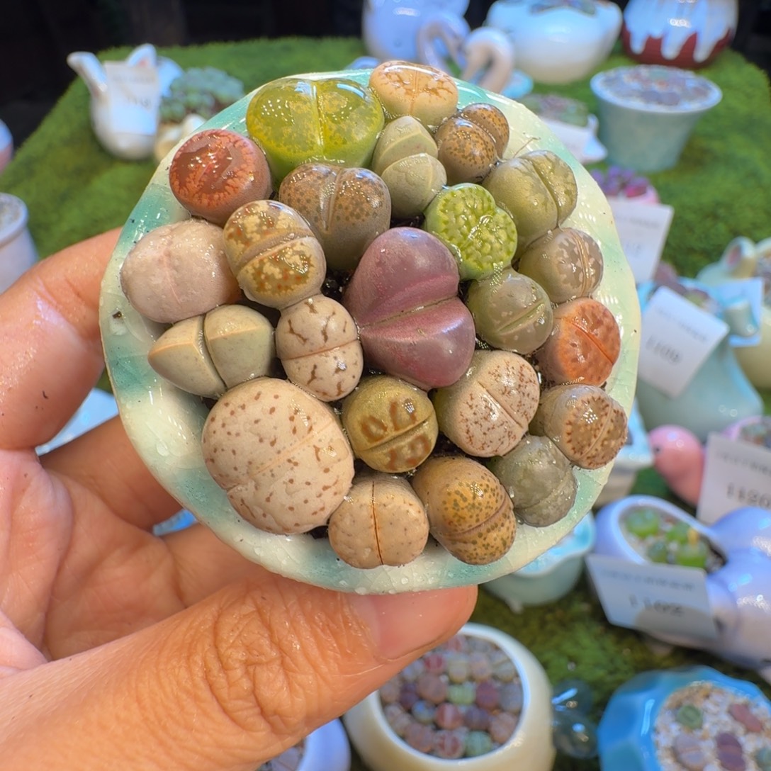 多肉开播福利价1122