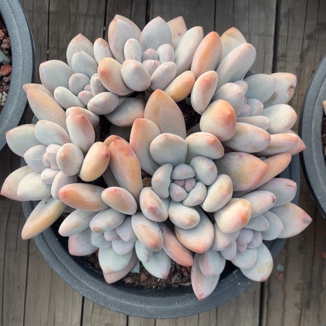 奶酪体香水群生无砍无摘