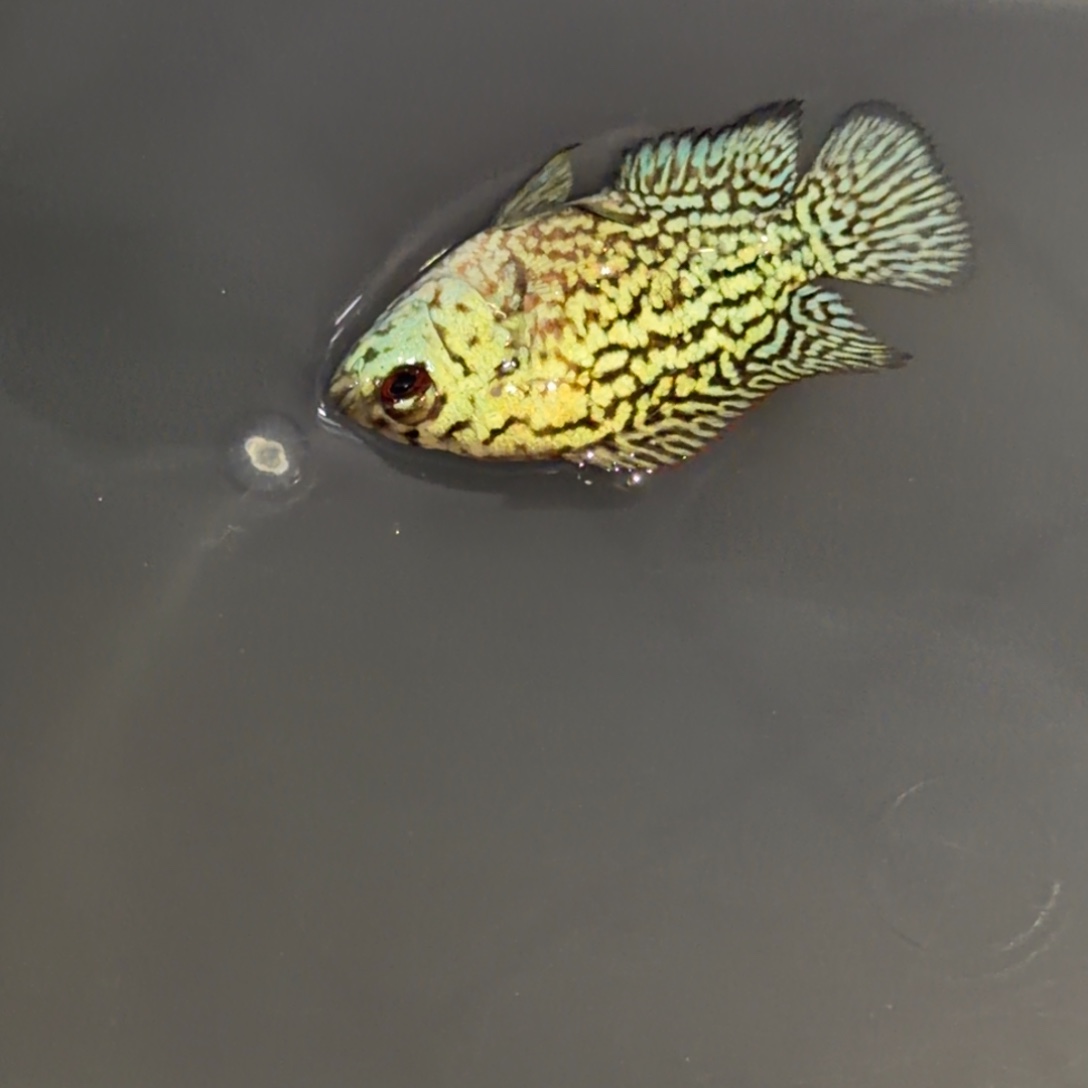 罗汉鱼马来西亚花罗汉鱼