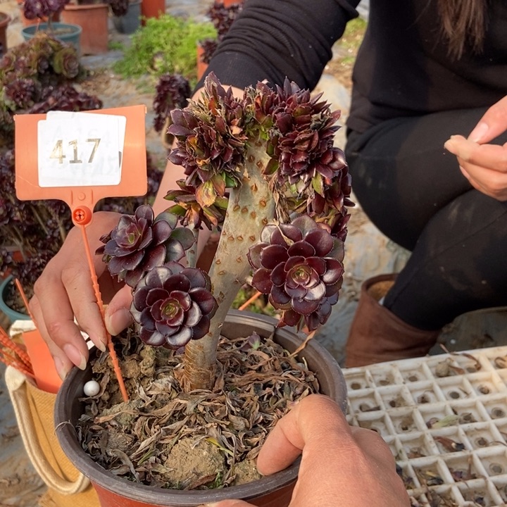 L****?417黑法师缀化老桩