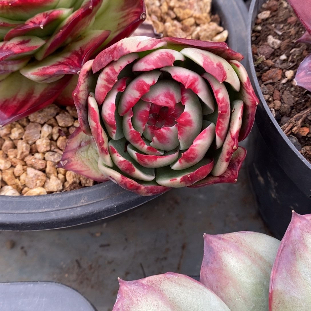 曾***节            28。      