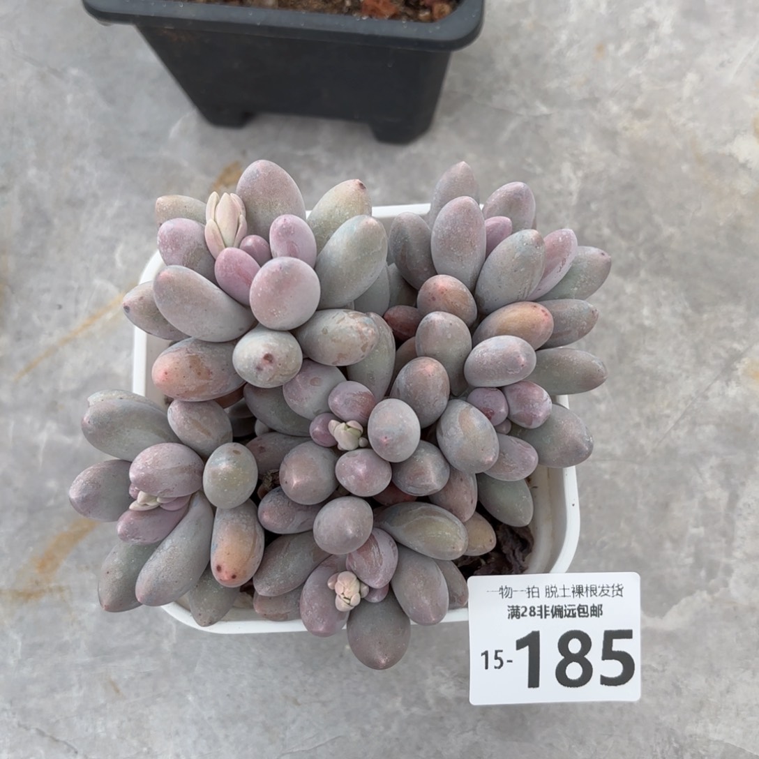 汤圆老桩多肉多肉