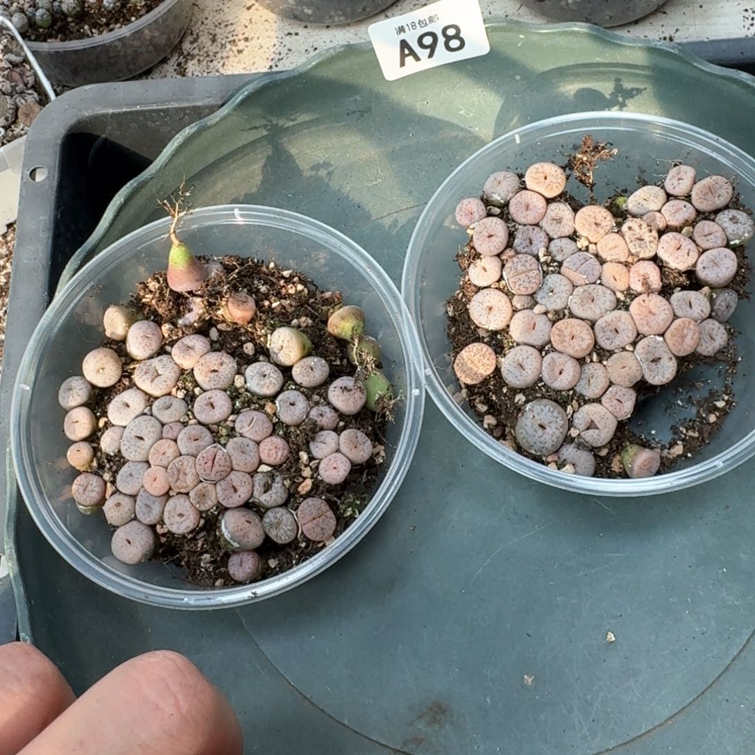 一****包A98 两盒拿铁多肉植物