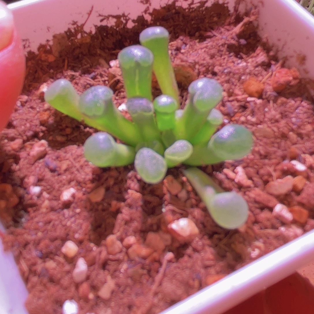 菊晃玉母本播种植株