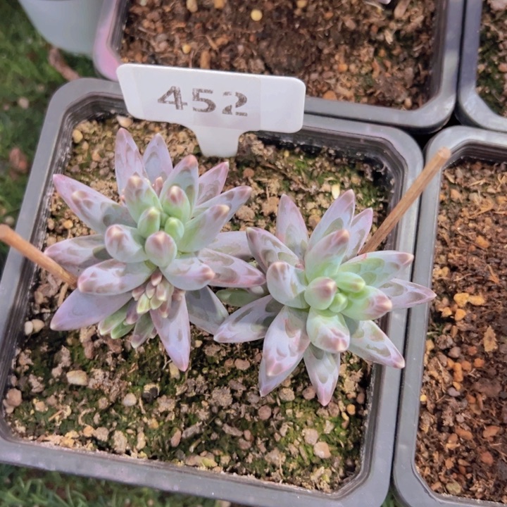 健健康康平平安安