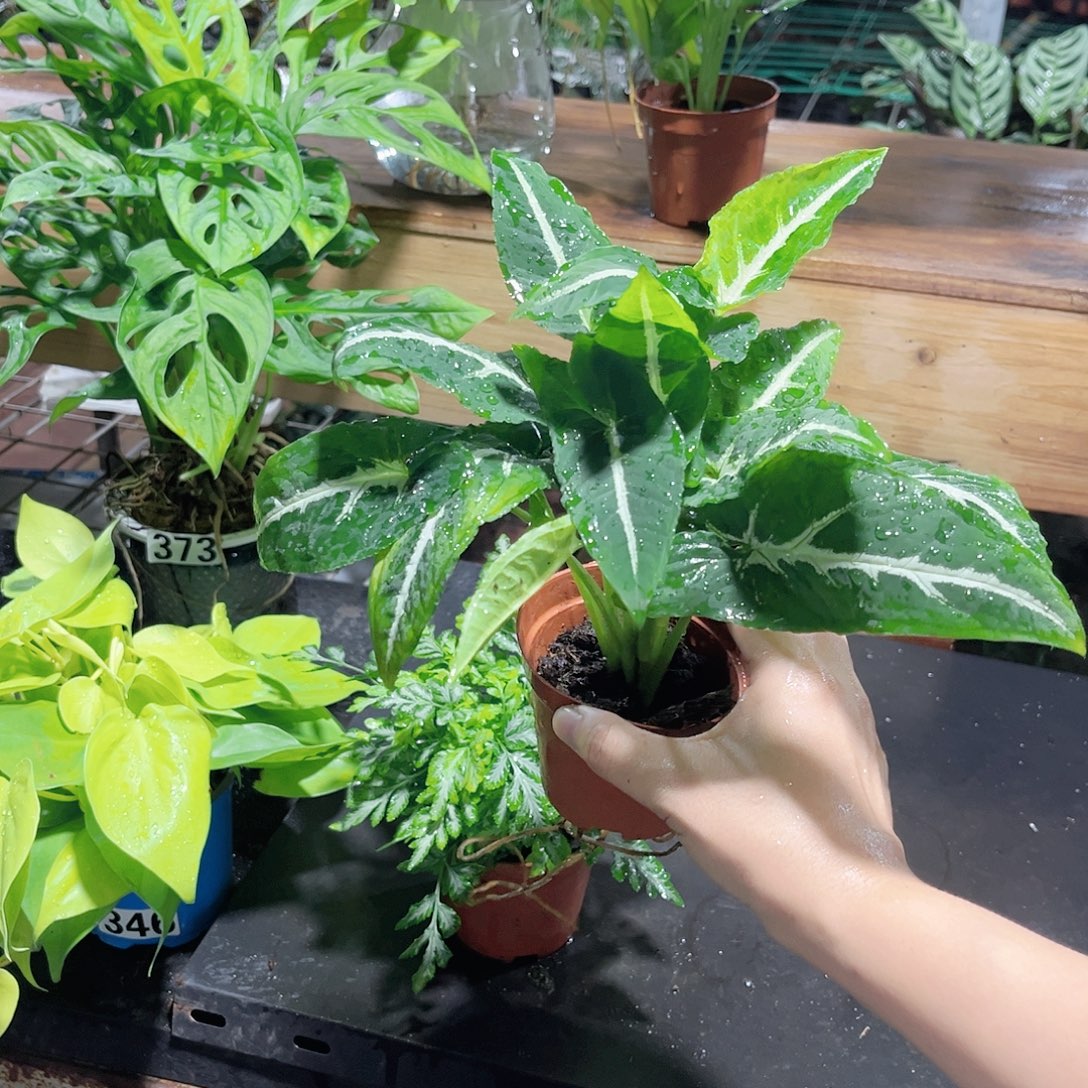 完全开放233 绒叶合果芋