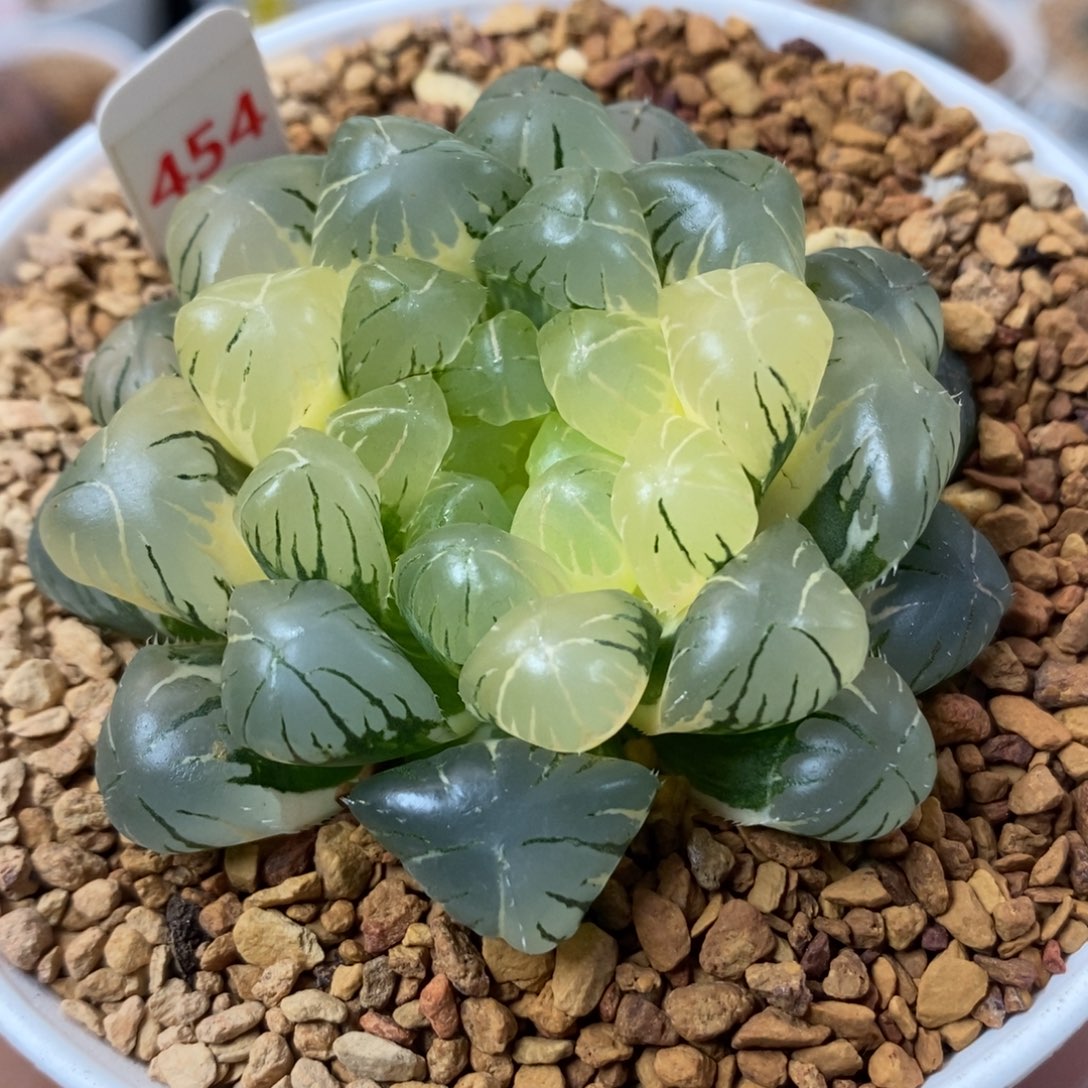 454湖水玉露锦一物一拍