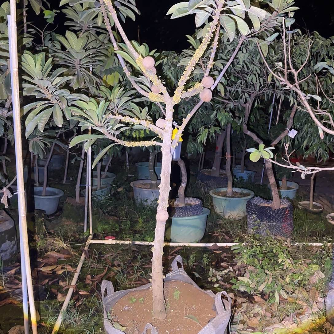 l***a无花朵果树111111111111111