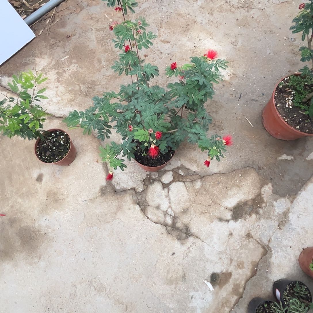 静***修当前无花栽培后可以开花