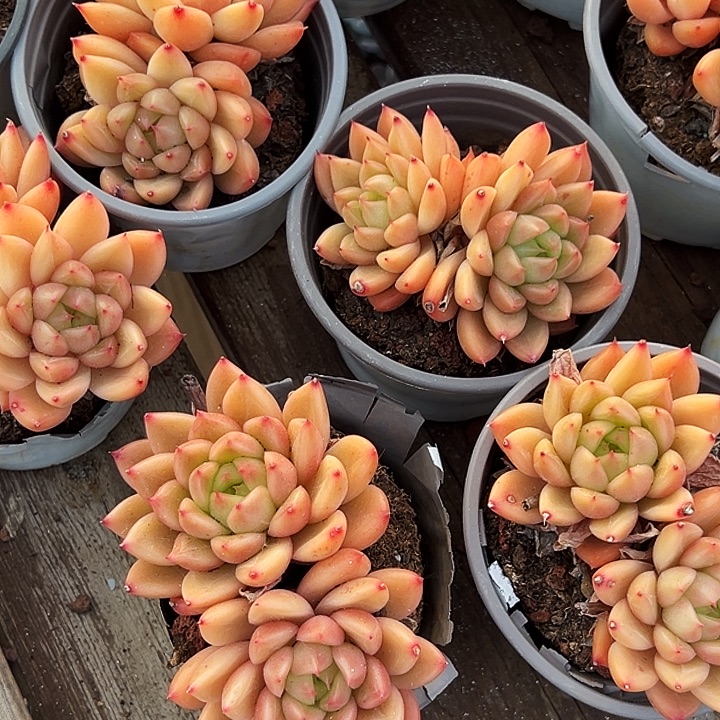 双头       星空   珍妮