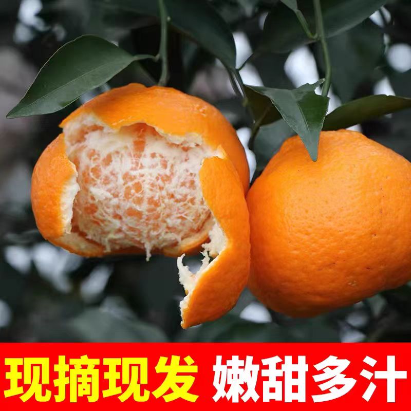 四川春见粑粑柑4kg顺丰包邮次日达