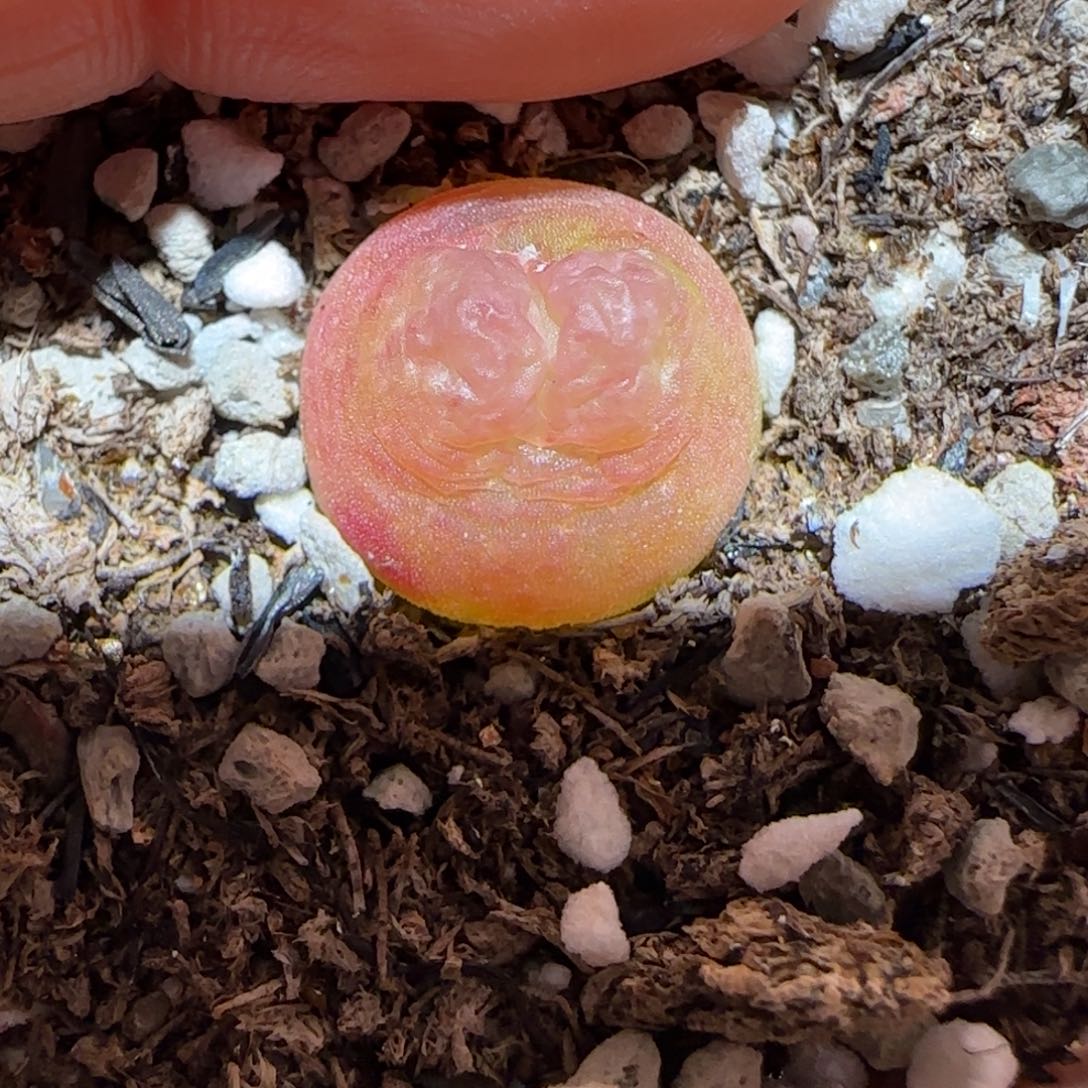 肉锥多肉植物百科-sh1200拉登673