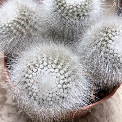 白小丁仙人球15米仙人球