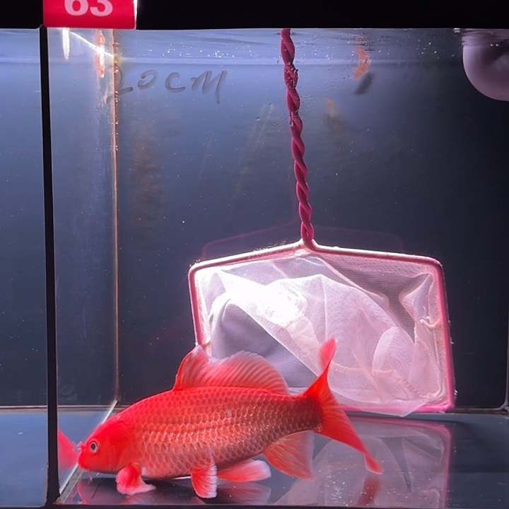 蝴蝶鲤鱼63号红蝴蝶