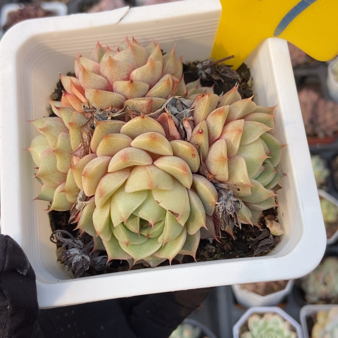 847笨吧多肉植物