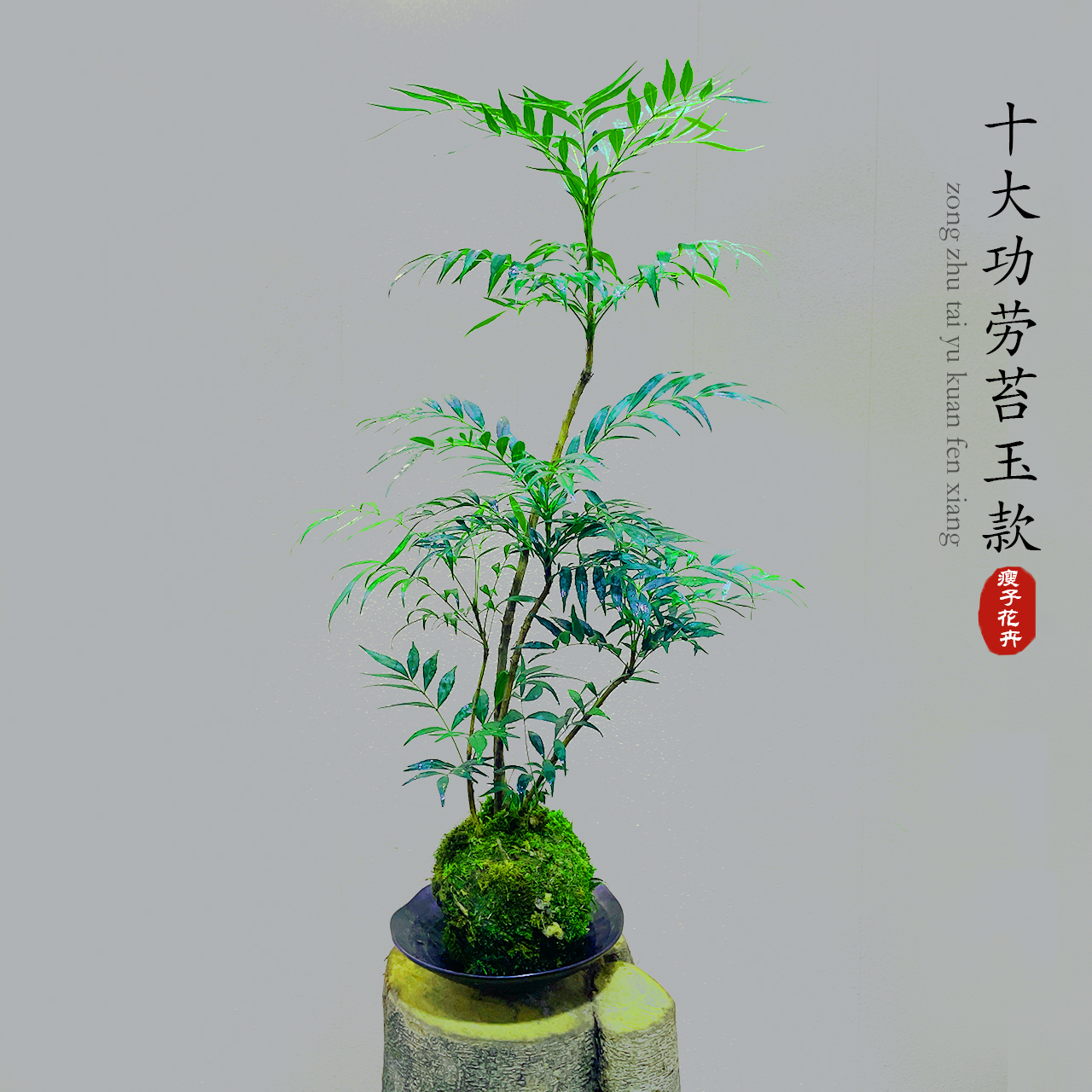 送货上门 | 苔藓球十大功劳、室内绿植、禅意家居摆件、好养易活