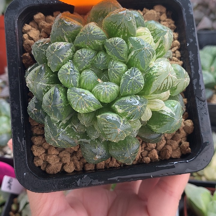 塑料皮玉露锦一物一拍