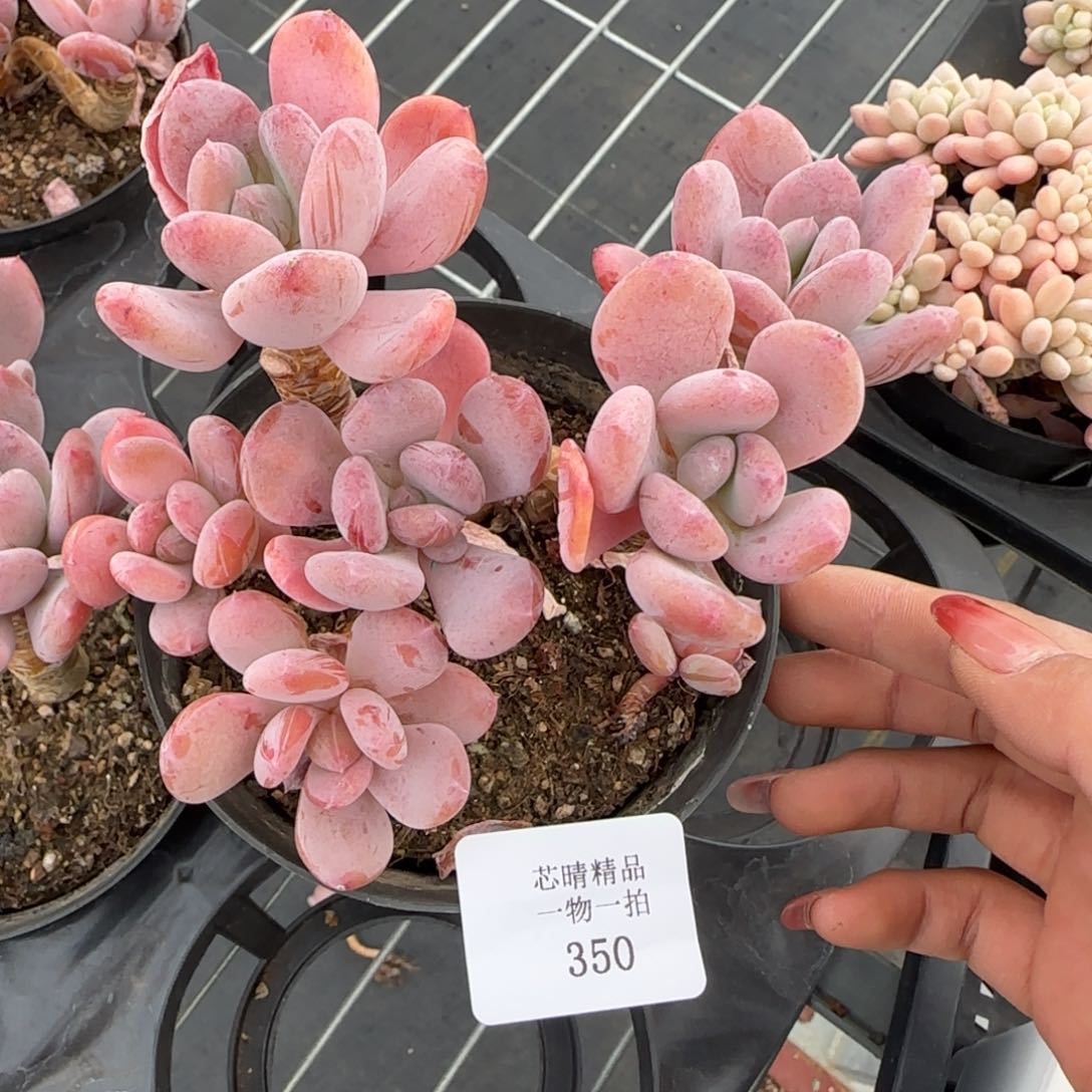 闪购精品多肉350号