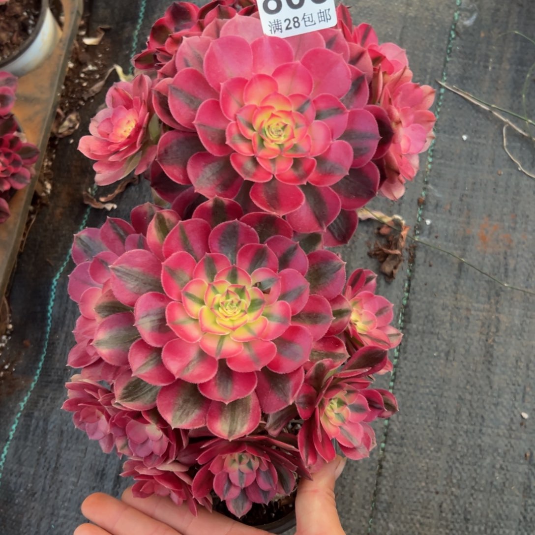 多肉植物805两颗小荔枝