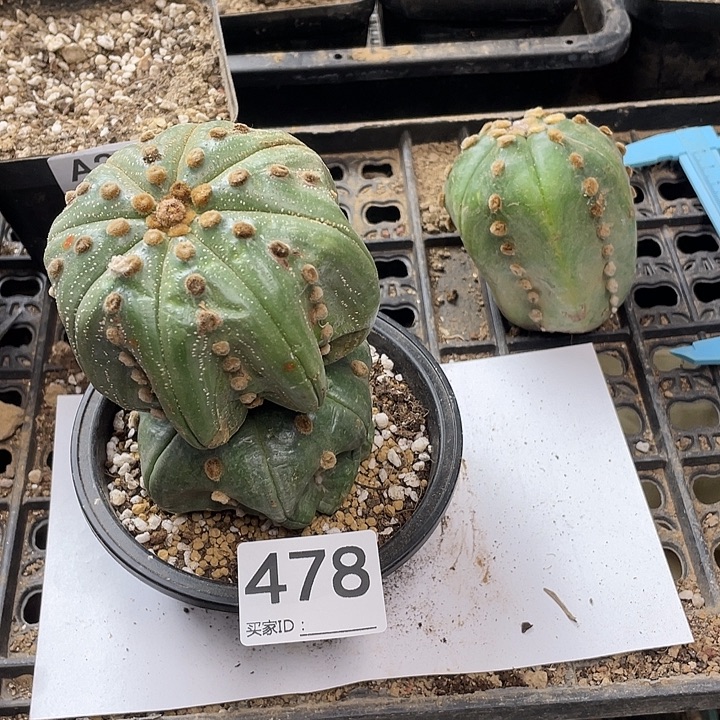 海星兜478号仙人球一颗